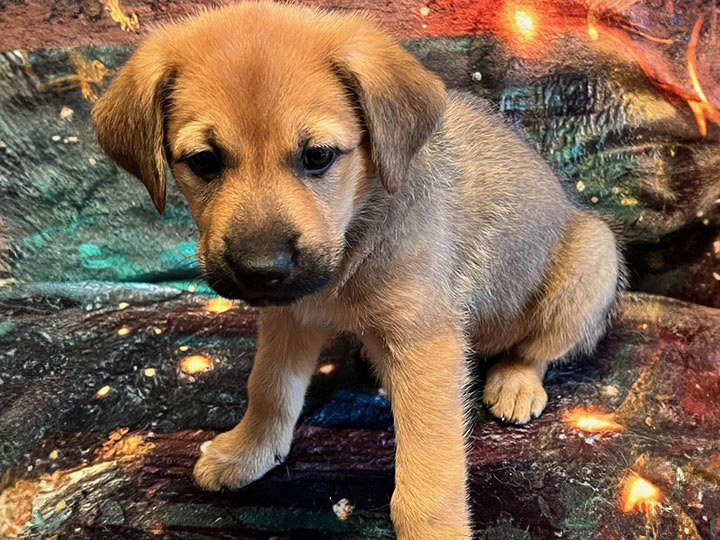 chinook puppy